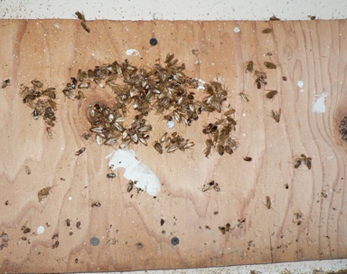 cocks on wall.jpg